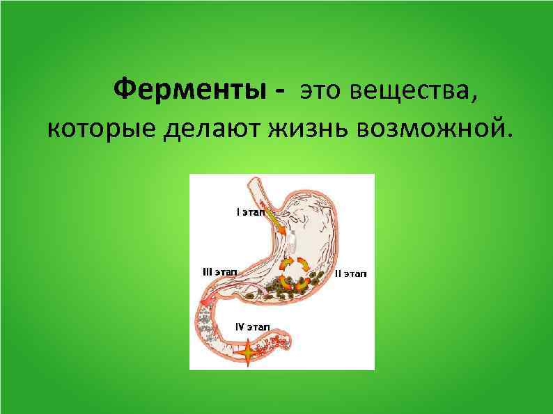Ферменты - это вещества, которые делают жизнь возможной. 