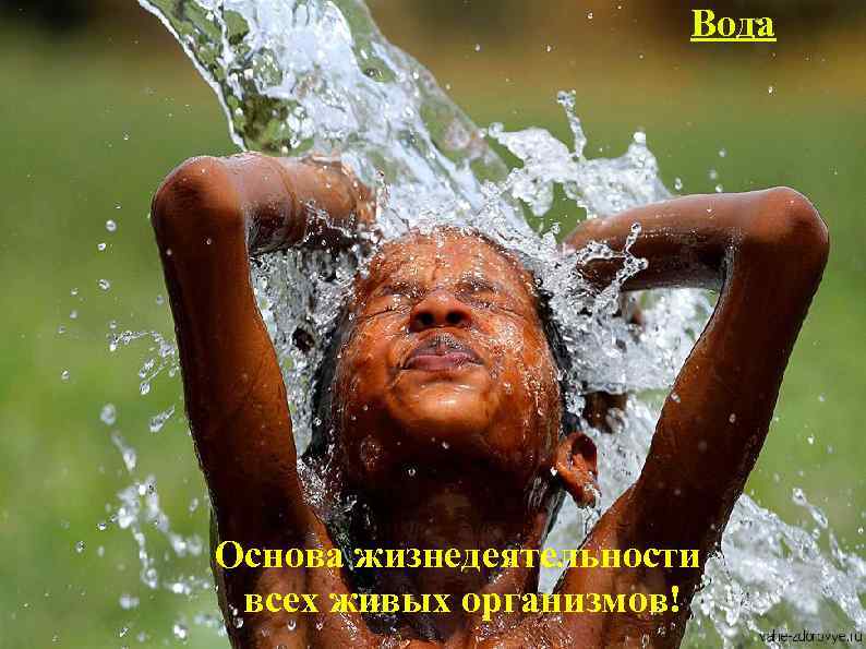 Вода Основа жизнедеятельности всех живых организмов! 