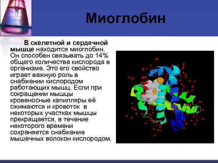 Миоглобин В скелетной и сердечной мышце находится миоглобин. Он способен связывать до 14% общего