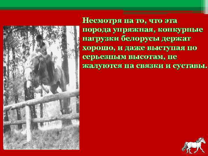 Несмотря на то, что эта порода упряжная, конкурные нагрузки белорусы держат хорошо, и даже