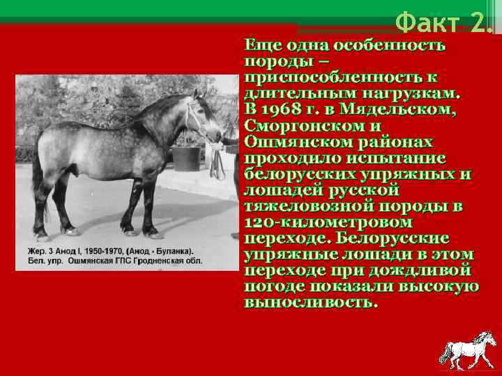 Факт 2. Еще одна особенность породы – приспособленность к длительным нагрузкам. В 1968 г.