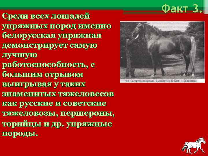 Среди всех лошадей упряжных пород именно белорусская упряжная демонстрирует самую лучшую работоспособность, с большим