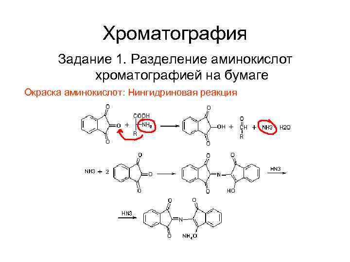 Хроматография Задание 1. Разделение аминокислот хроматографией на бумаге Окраска аминокислот: Нингидриновая реакция 