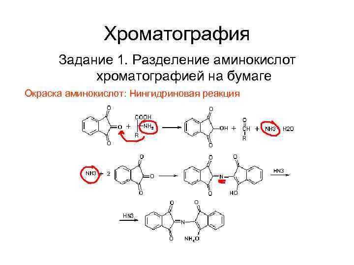 Хроматография Задание 1. Разделение аминокислот хроматографией на бумаге Окраска аминокислот: Нингидриновая реакция 