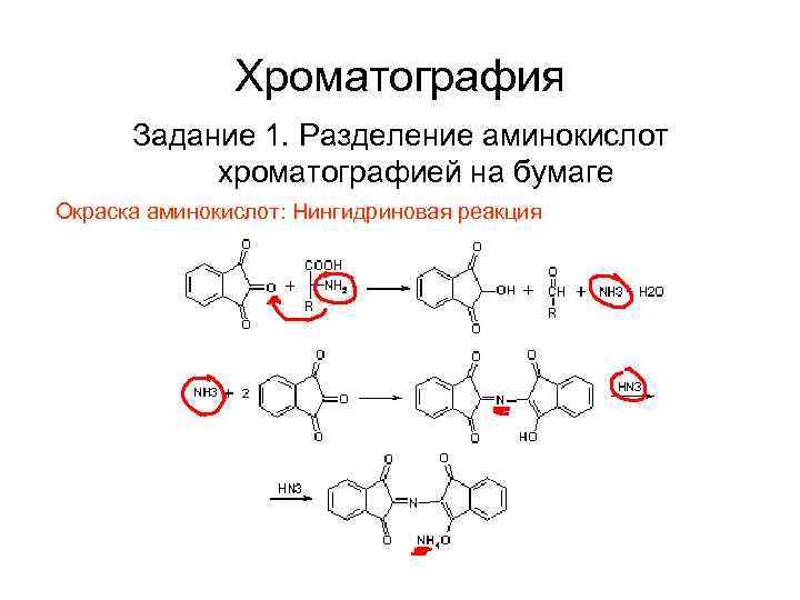Хроматография Задание 1. Разделение аминокислот хроматографией на бумаге Окраска аминокислот: Нингидриновая реакция 