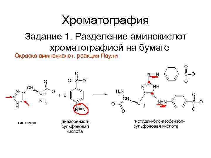 Белки деления