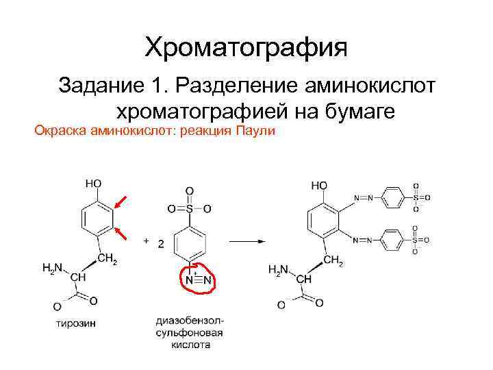 Белки деления