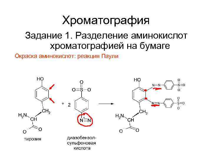 Хроматография Задание 1. Разделение аминокислот хроматографией на бумаге Окраска аминокислот: реакция Паули 
