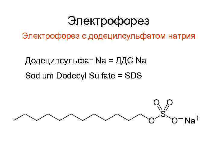 Электрофорез с додецилсульфатом натрия Додецилсульфат Na = ДДС Na Sodium Dodecyl Sulfate = SDS