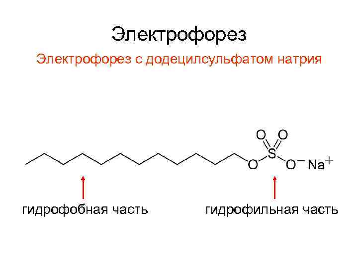 Электрофорез с додецилсульфатом натрия гидрофобная часть гидрофильная часть 