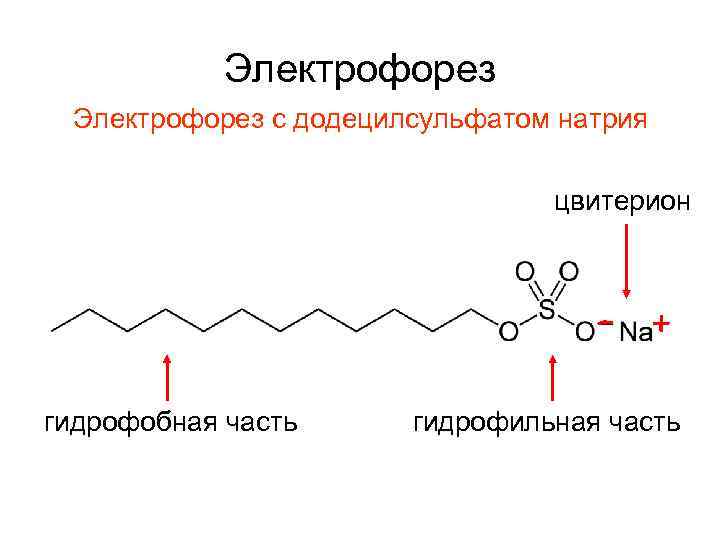 Электрофорез с додецилсульфатом натрия цвитерион гидрофобная часть гидрофильная часть 