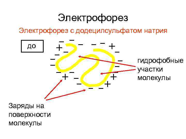 Электрофорез с додецилсульфатом натрия до гидрофобные участки молекулы Заряды на поверхности молекулы 