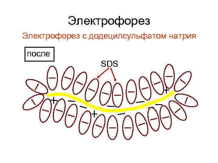 Электрофорез с додецилсульфатом натрия после SDS 