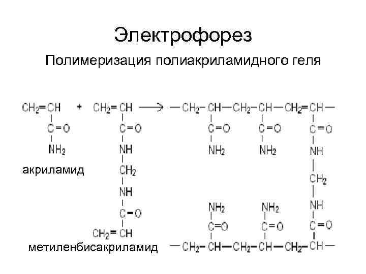 Электрофорез Полимеризация полиакриламидного геля акриламид метиленбисакриламид 
