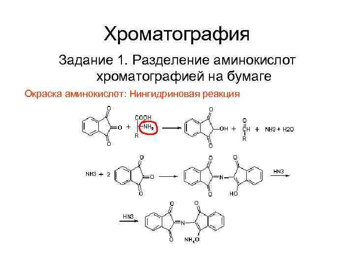 Хроматография Задание 1. Разделение аминокислот хроматографией на бумаге Окраска аминокислот: Нингидриновая реакция 