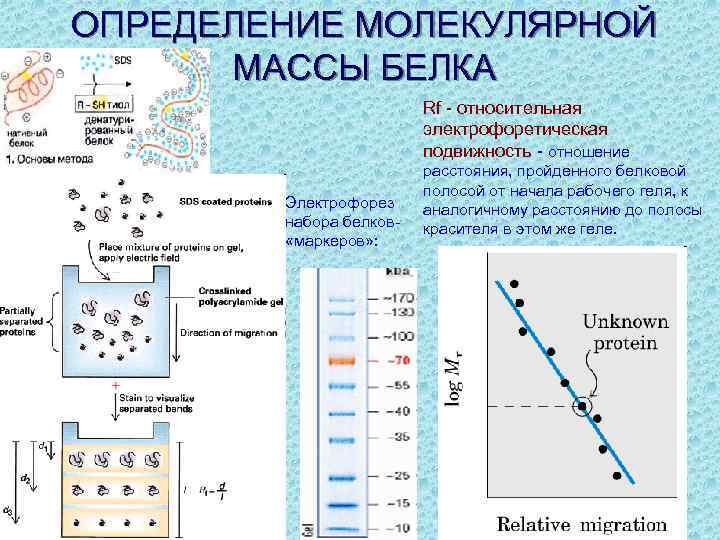 Электрофорез белков презентация