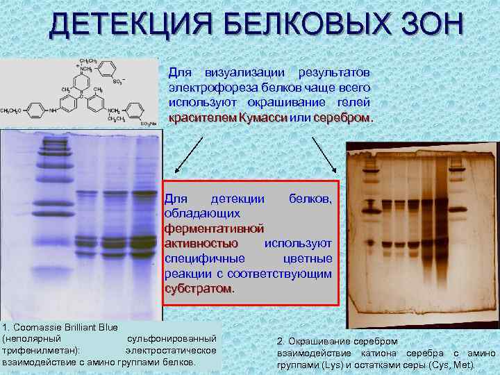 ДЕТЕКЦИЯ БЕЛКОВЫХ ЗОН Для визуализации результатов электрофореза белков чаще всего используют окрашивание гелей красителем