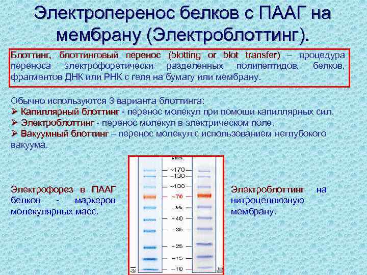 Концентрация белков. Белковый электрофорез ПААГ. Структура ПААГ. Разделение белков в ПААГ геле. Электрофорез РНК.