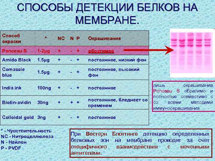 Физико химические свойства белков