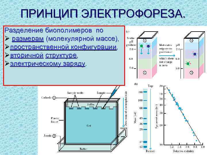 ПРИНЦИП ЭЛЕКТРОФОРЕЗА. Разделение биополимеров по Ø размерам (молекулярной массе), Øпространственной конфигурации, Øвторичной структуре, Øэлектрическому