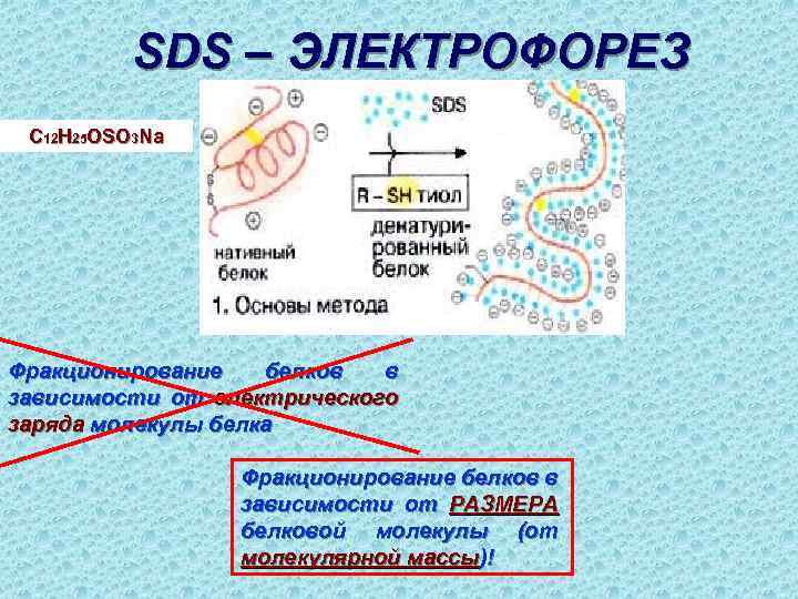 SDS – ЭЛЕКТРОФОРЕЗ C 12 H 25 OSO 3 Na Фракционирование белков в зависимости