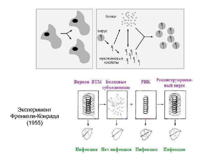 Эксперимент Френкеля-Конрада (1955) 