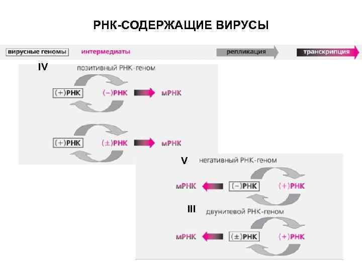 Транскрипция генома. Транскрипция РНК вирусов. Транскрипция вирусного генома. РНК геномные вирусы. РНК отрицательные вирусы.