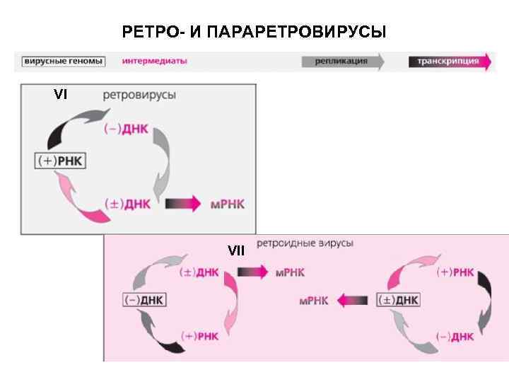 РЕТРО- И ПАРАРЕТРОВИРУСЫ VI VII 