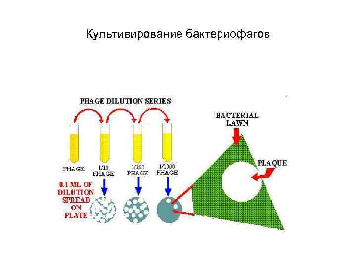 Культивирование бактериофагов 