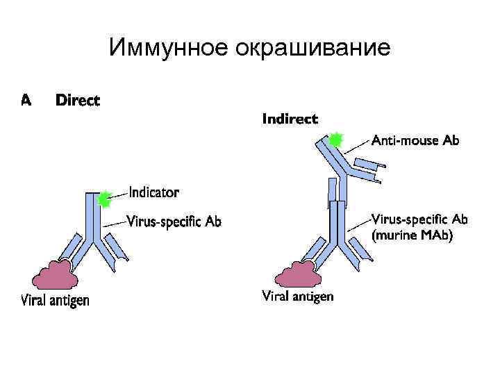 Иммунное окрашивание 