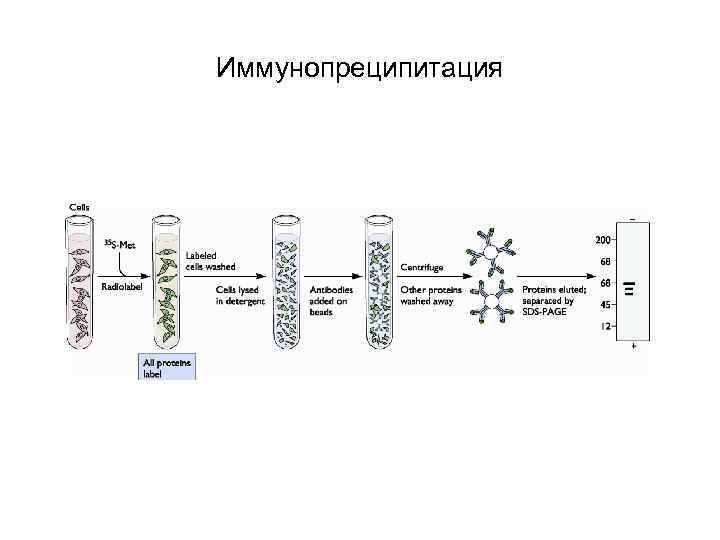 Иммунопреципитация 