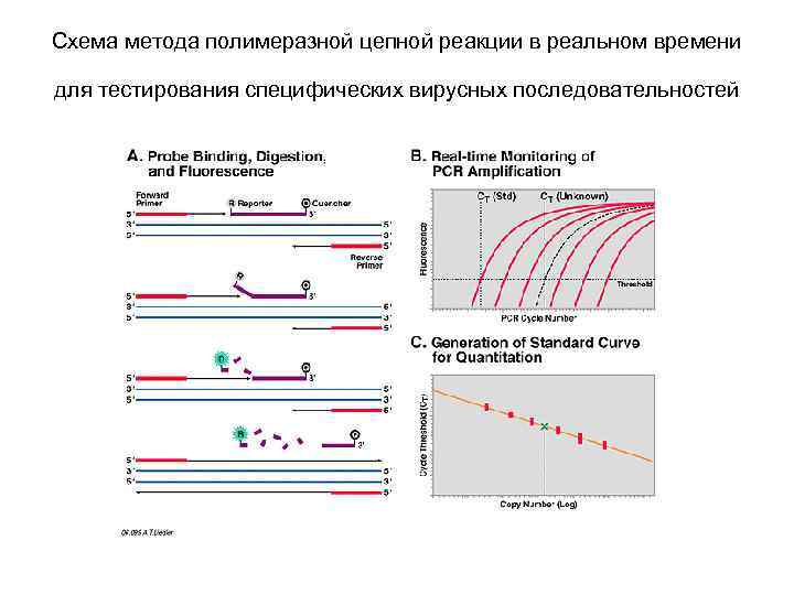 Схема метода полимеразной цепной реакции в реальном времени для тестирования специфических вирусных последовательностей 