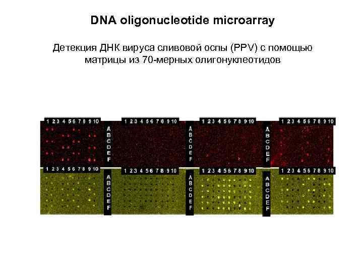 DNA oligonucleotide microarray Детекция ДНК вируса сливовой оспы (PPV) c помощью матрицы из 70