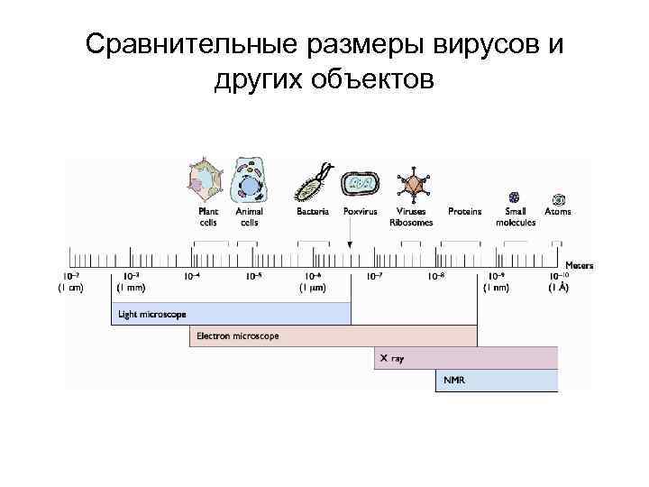 Сравнительные размеры вирусов и других объектов 