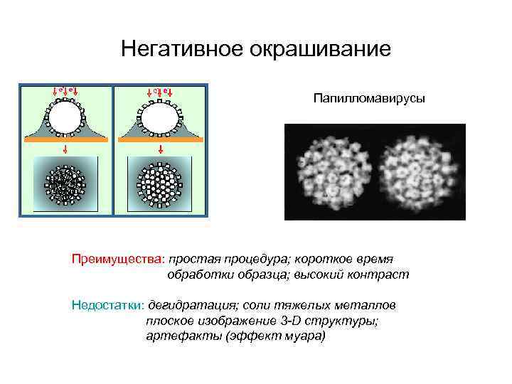 Негативное окрашивание Папилломавирусы Преимущества: простая процедура; короткое время обработки образца; высокий контраст Недостатки: дегидратация;