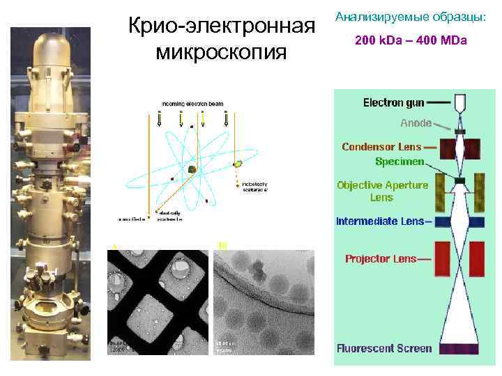 Крио-электронная микроскопия A B Анализируемые образцы: 200 k. Da – 400 MDa 