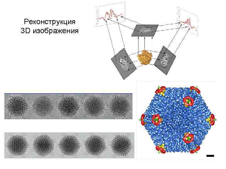 Реконструкция 3 D изображения 