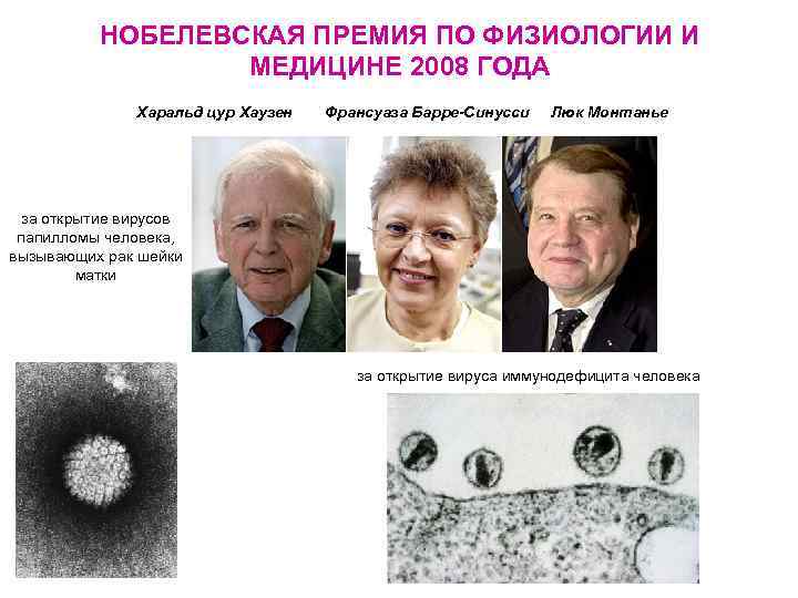 НОБЕЛЕВСКАЯ ПРЕМИЯ ПО ФИЗИОЛОГИИ И МЕДИЦИНЕ 2008 ГОДА Харальд цур Хаузен Франсуаза Барре-Синусси Люк