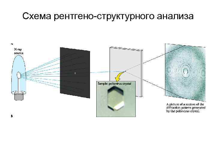 Схема рентгено-структурного анализа 