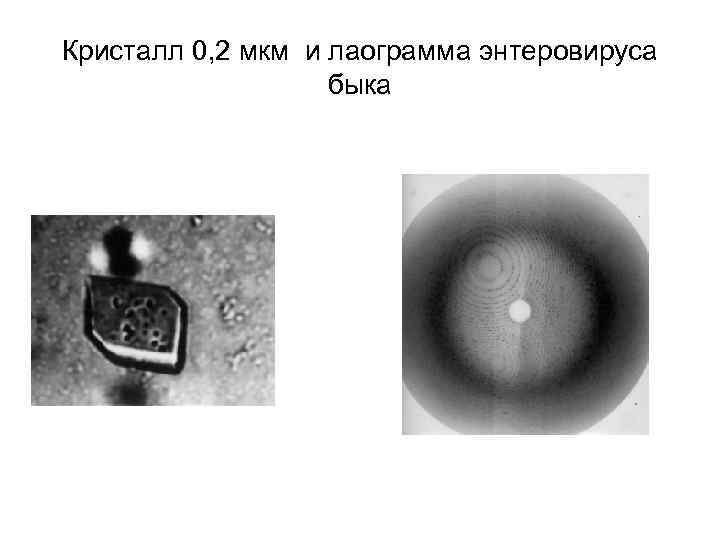 Кристалл 0, 2 мкм и лаограмма энтеровируса быка 