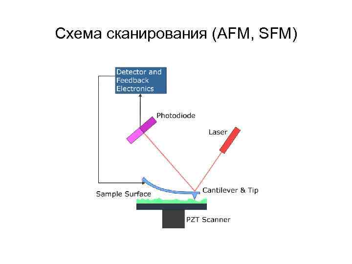 Схема сканирования (AFM, SFM) 