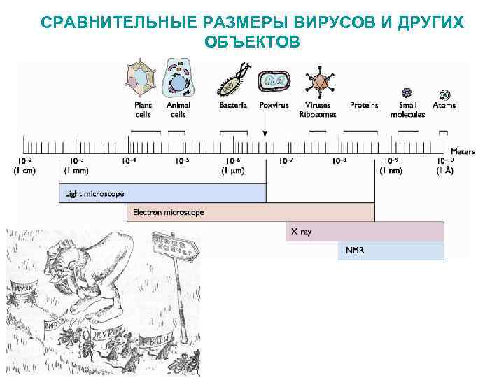 СРАВНИТЕЛЬНЫЕ РАЗМЕРЫ ВИРУСОВ И ДРУГИХ ОБЪЕКТОВ 