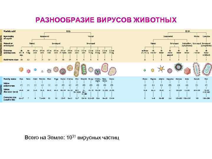 РАЗНООБРАЗИЕ ВИРУСОВ ЖИВОТНЫХ Всего на Земле: 1031 вирусных частиц 