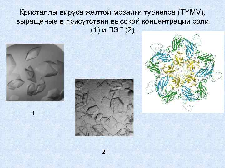 Кристаллы вируса желтой мозаики турнепса (TYMV), выращеные в присутствии высокой концентрации соли (1) и