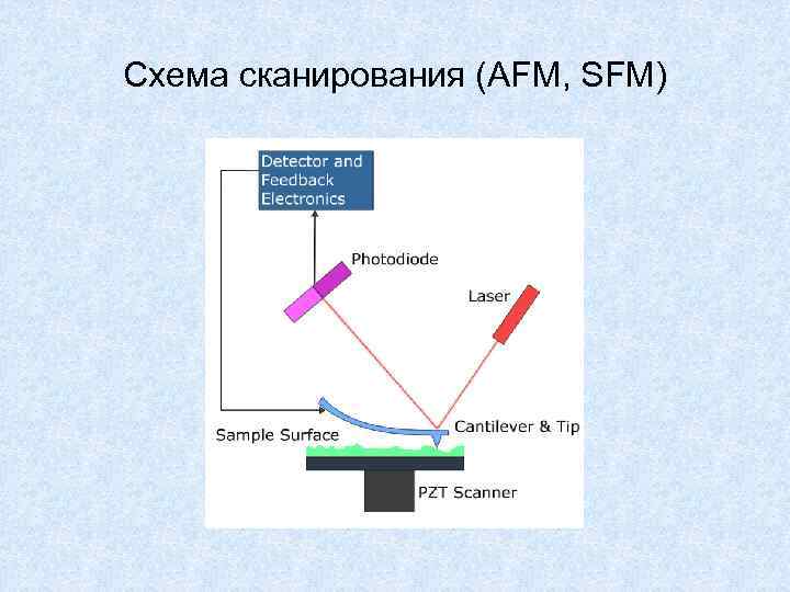 Схема сканирования (AFM, SFM) 