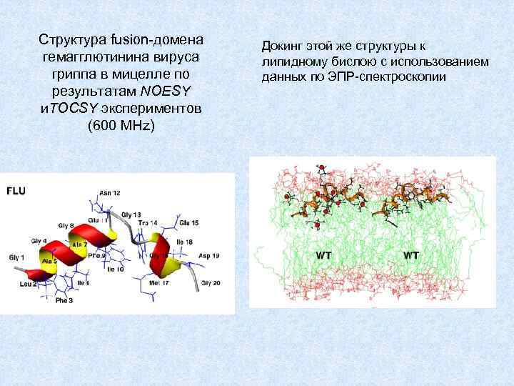 Структура fusion-домена гемагглютинина вируса гриппа в мицелле по результатам NOESY и. TOCSY экспериментов (600