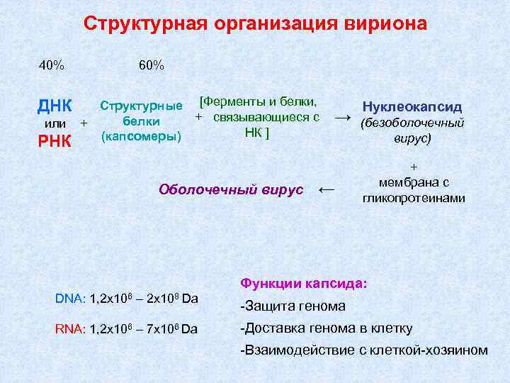 Структурная организация вириона ДНК или РНК 60% Структурные [Ферменты и белки, + связывающиеся с