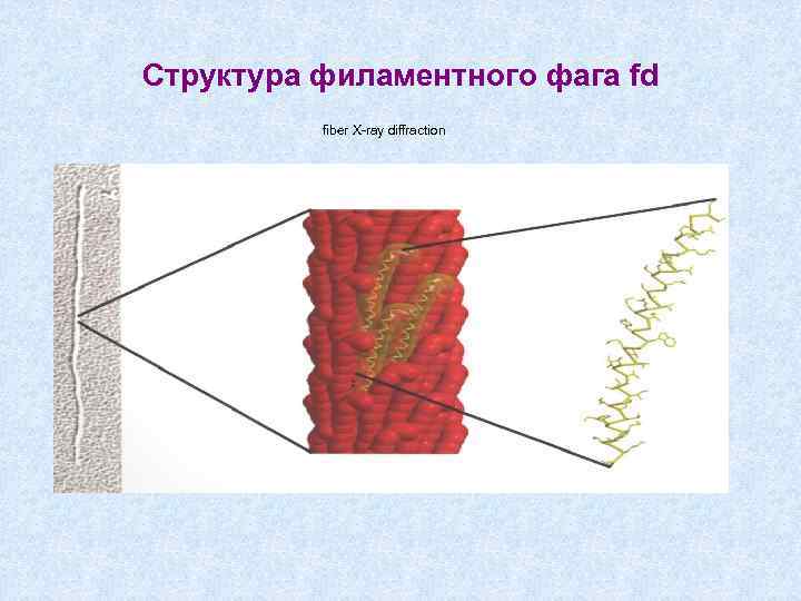 Структура филаментного фага fd fiber X-ray diffraction 