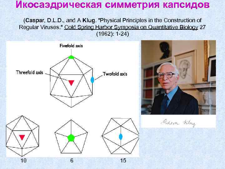 Икосаэдрическая симметрия капсидов (Caspar, D. L. D. , and A Klug. 