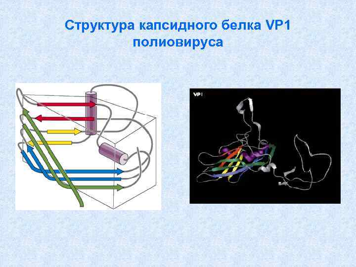 Структура капсидного белка VP 1 полиовируса 